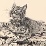 Bobcat 8 x 11