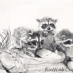 Raccoons 8 x 12